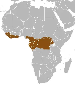 Western tree hyrax habitat map