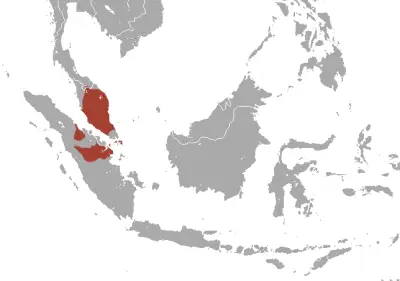 White-thighed surili habitat map