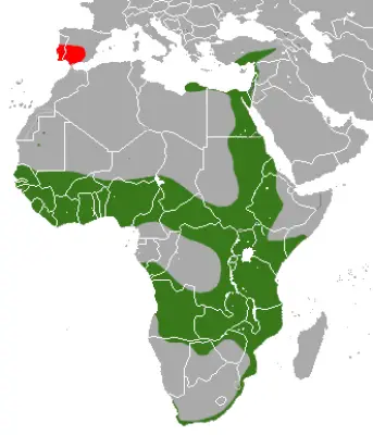Мангуста єгипетська карта середовища проживання