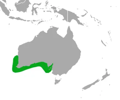 Австралійський морський лев карта середовища проживання