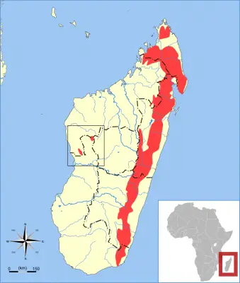 Chirogaleo bruno mappa dell'habitat