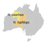 Notoryctes caurinus карта середовища проживання