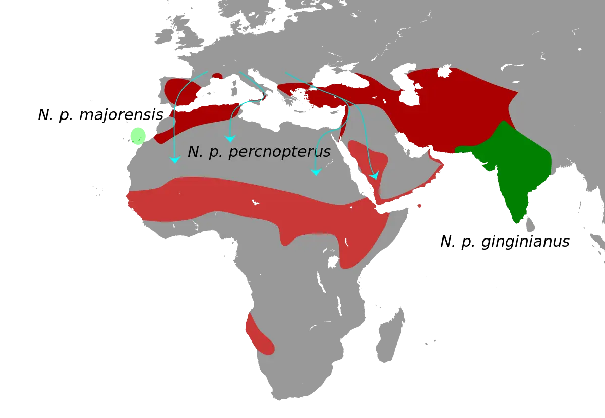 Egyptian Vulture habitat map