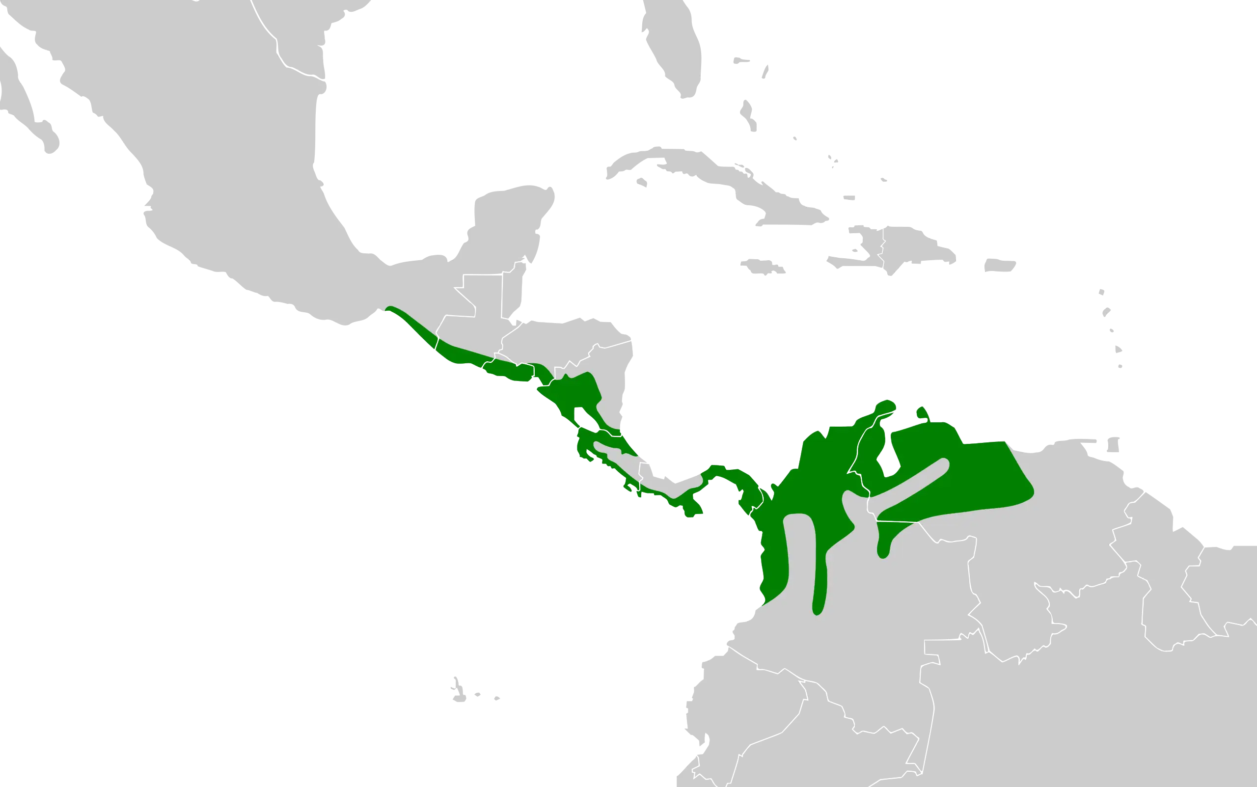 Тіріка буроплечий - факти, дієта, ареал і фотографії на Animalia.bio