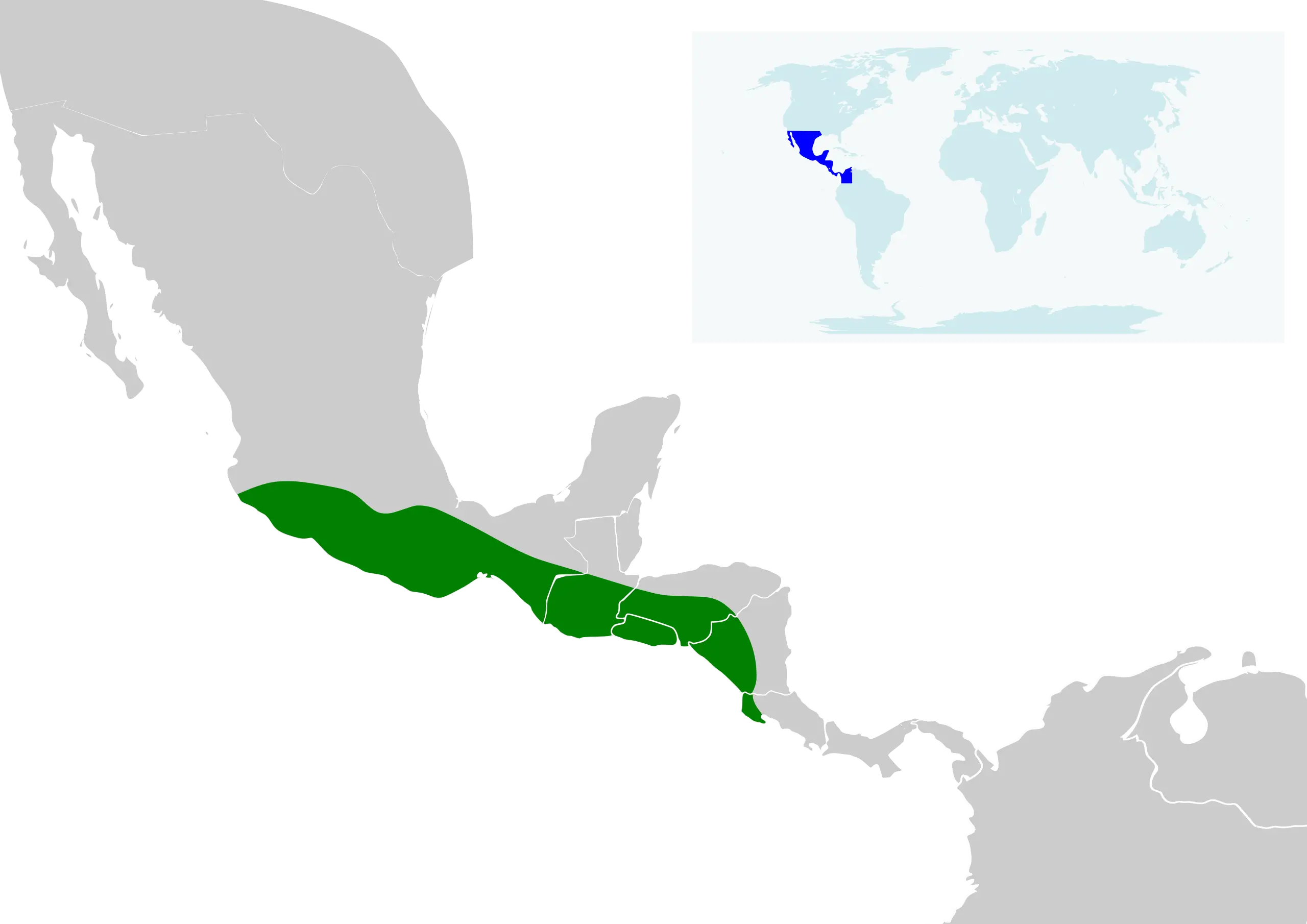 Glossophaga leachii Fakten, Ernährung, Lebensraum & Bilder auf