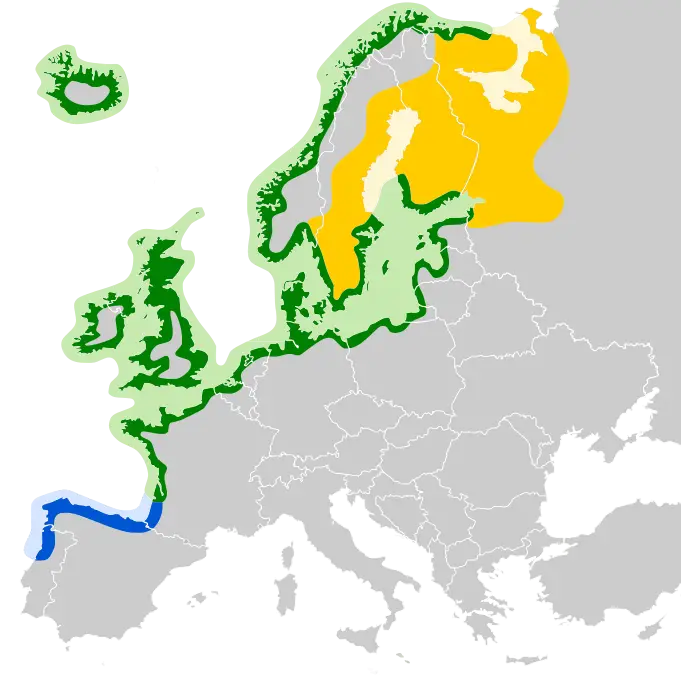 European Herring Gull habitat map