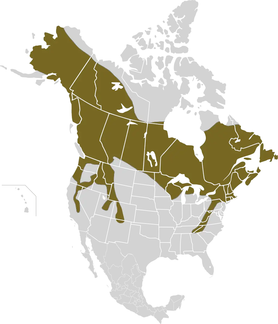 Lepus americanus карта середовища проживання