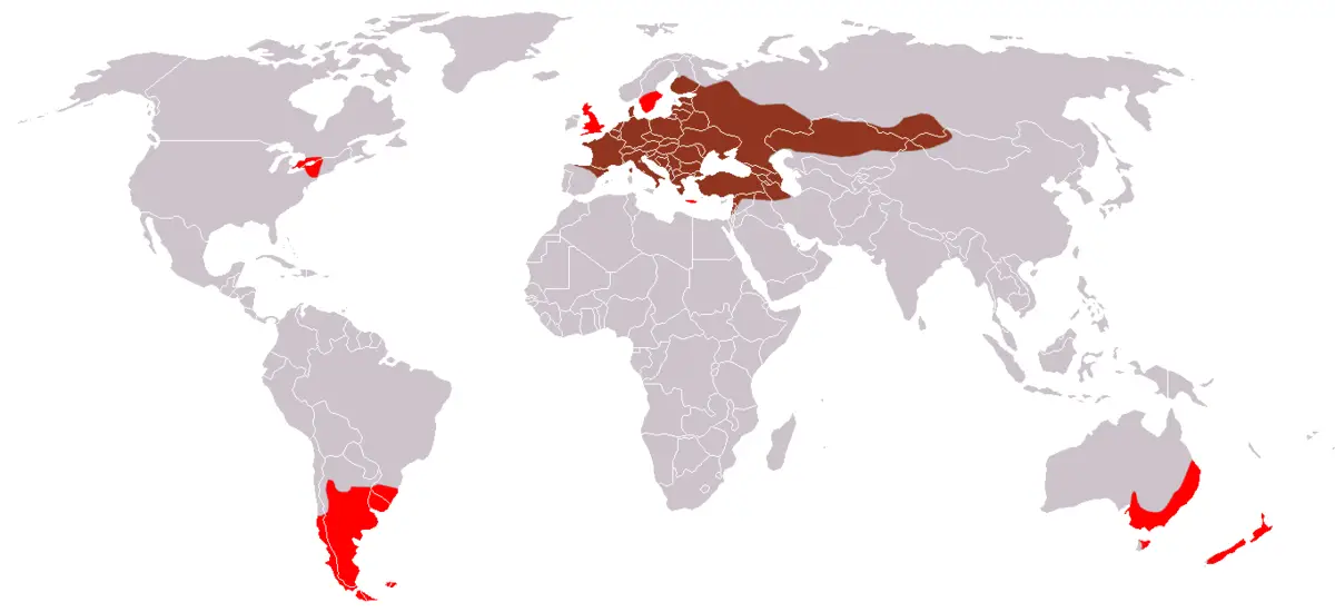 Заєць сірий карта середовища проживання