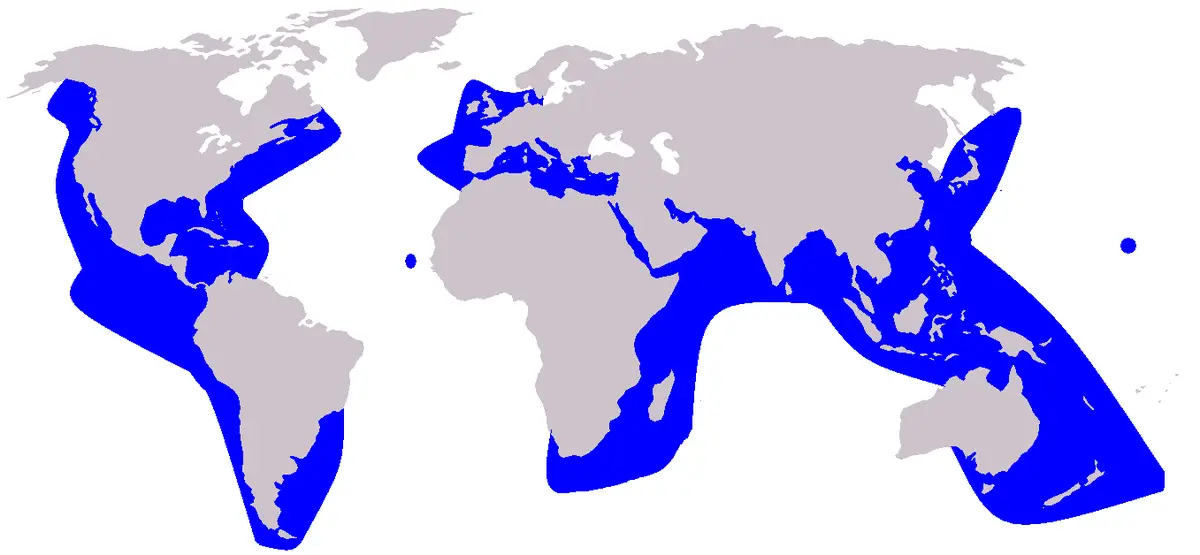 Risso's Dolphin habitat map