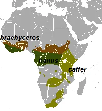 Буйвіл африканський карта середовища проживання