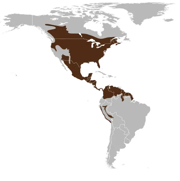 Американський олень білохвостий карта середовища проживання