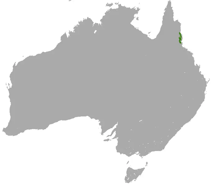 Деревний кенгуру Лумгольтца карта середовища проживання
