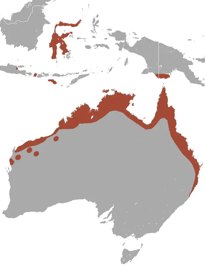 Pteropus alecto карта середовища проживання