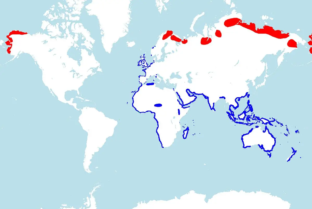 Bar-Tailed Godwit habitat map
