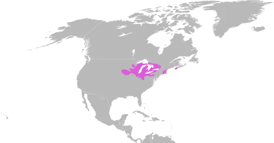 Черепаха Бландінґа карта середовища проживання