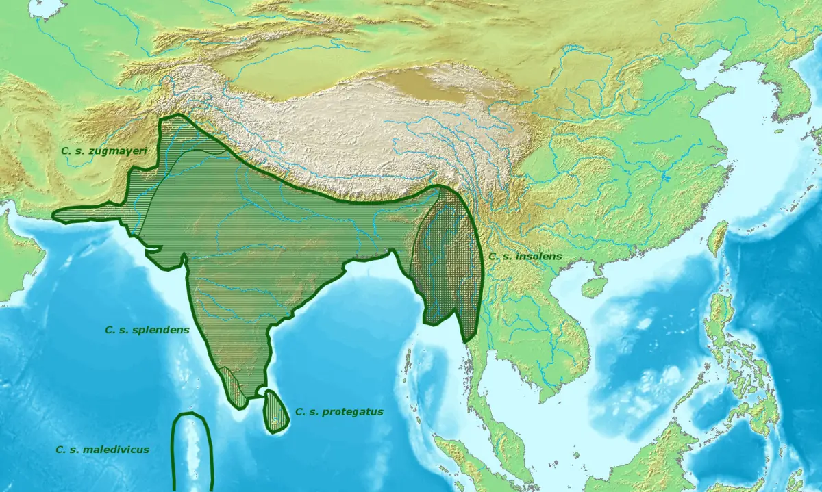 Ворона індійська карта середовища проживання