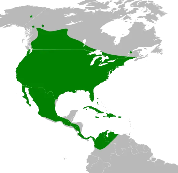 Eptesicus fuscus - факти, дієта, ареал і фотографії на Animalia.bio