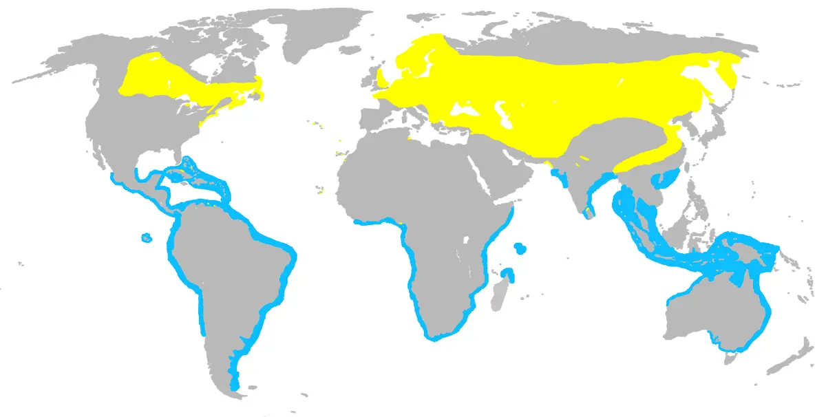 Common Tern habitat map