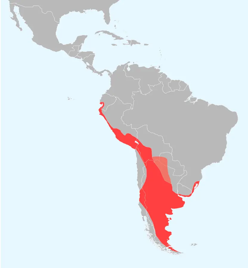 Фламінго чилійський карта середовища проживання