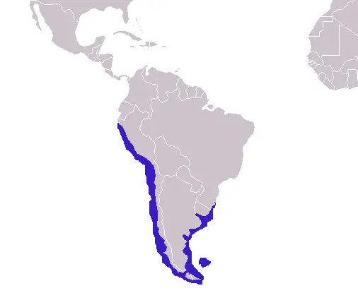 South American Sea Lion habitat map