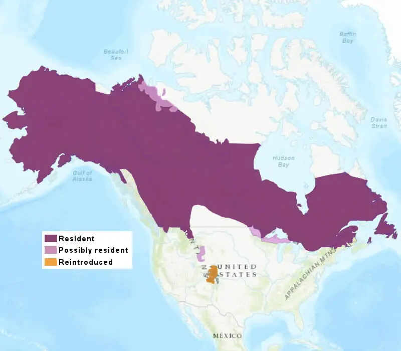 Canadian Lynx habitat map