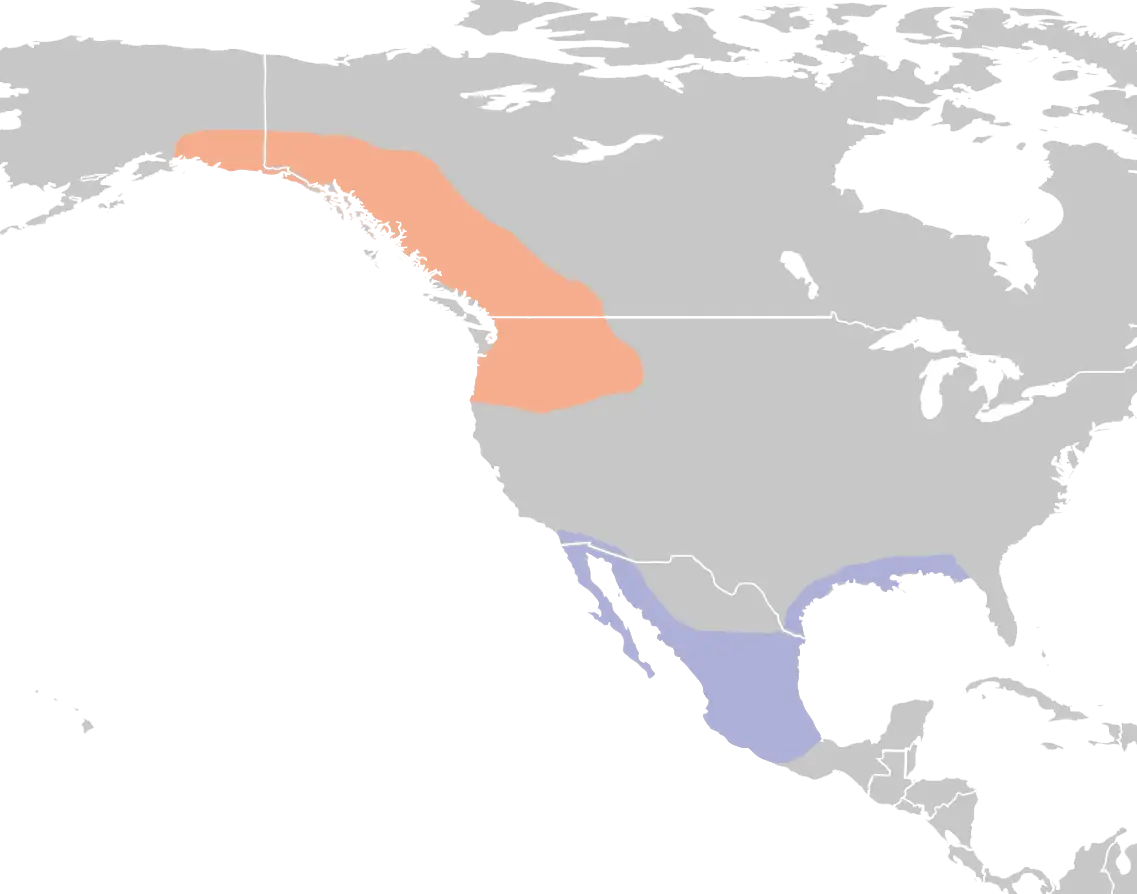 Colibrì rossiccio mappa dell'habitat