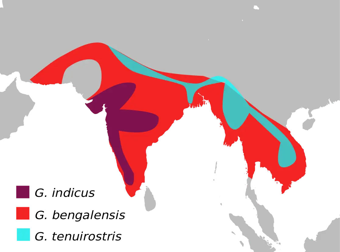 Сип індійський карта середовища проживання