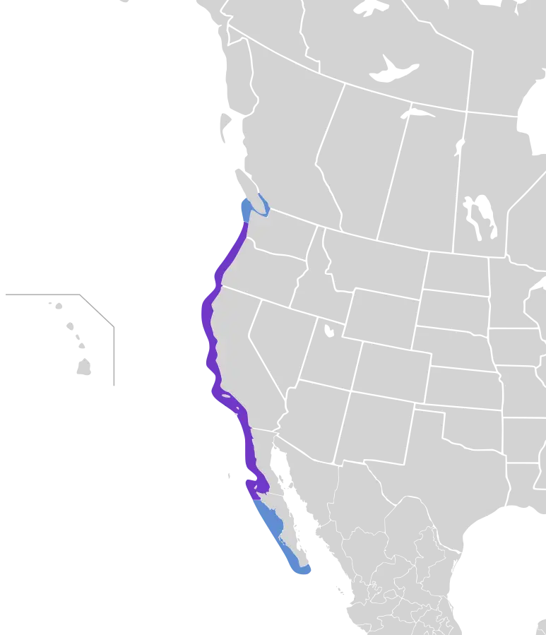 Western Gull habitat map