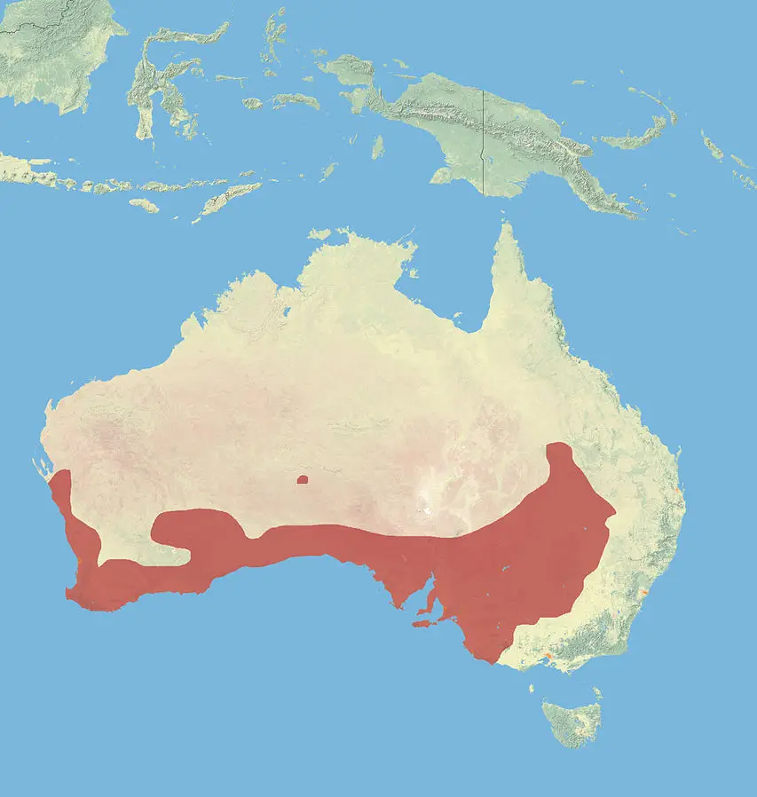 Macropus fuliginosus карта середовища проживання