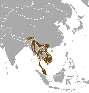 Large-spotted civet habitat map