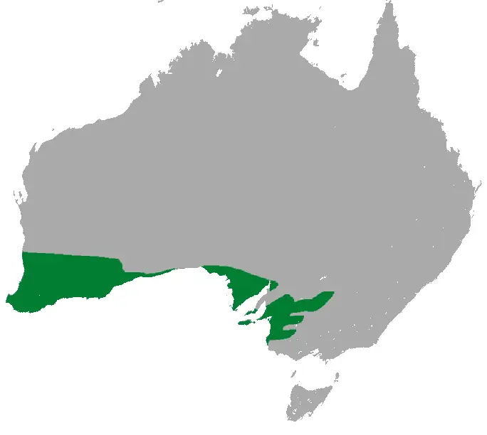 Zarigüeya pigmea del suroeste mapa del hábitat