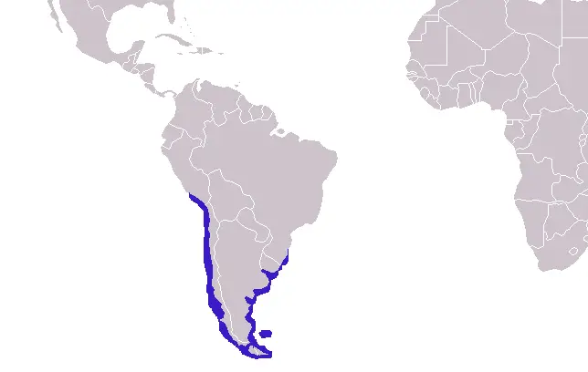 Arctocephalus australis карта середовища проживання