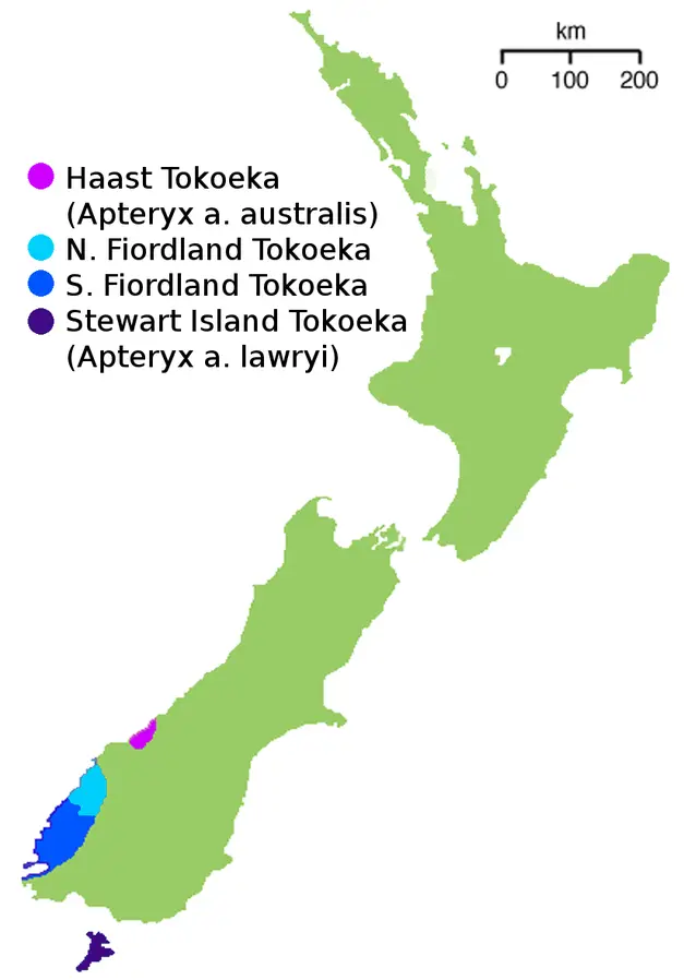 Kiwi australe mappa dell'habitat