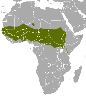 Patas Monkey habitat map