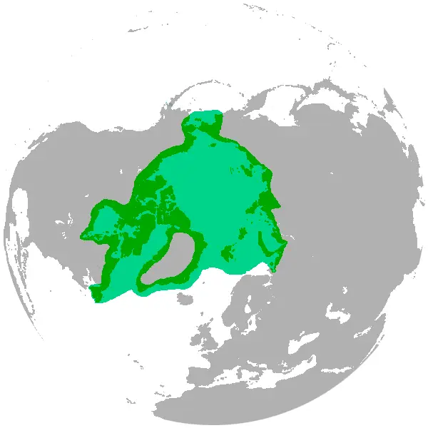 Ведмідь білий карта середовища проживання