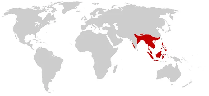Королівська кобра карта середовища проживання