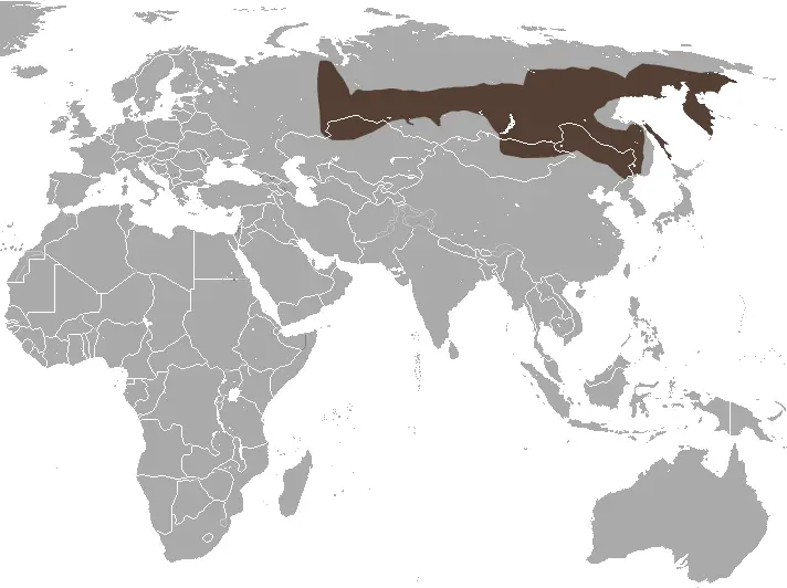 Siberian large-toothed shrew habitat map
