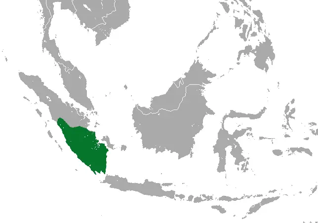Sumatran giant shrew habitat map