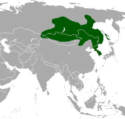 Кабарга сибірська карта середовища проживання