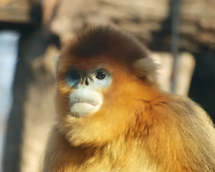 Golden Snub-Nosed Monkey