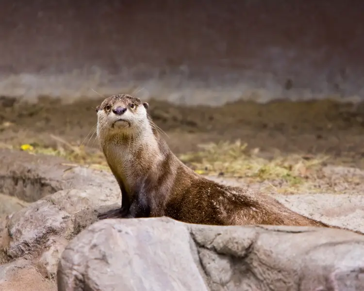African Clawless Otter
