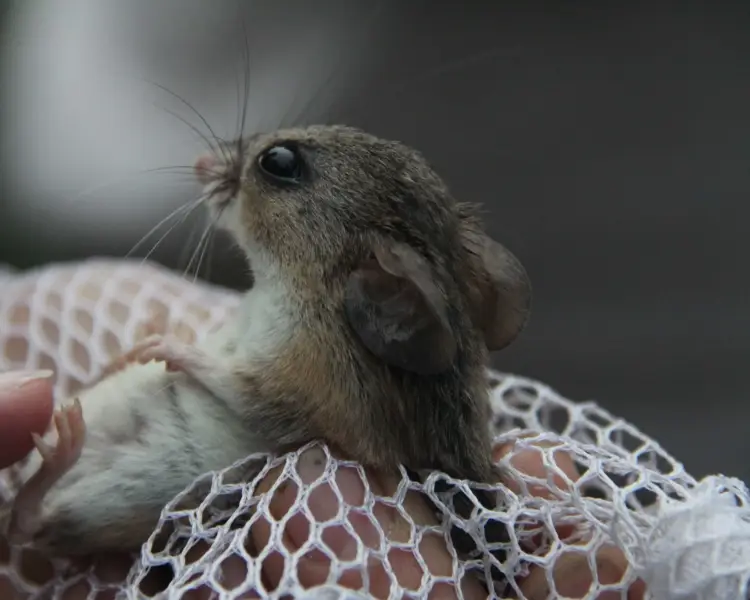 Florida Mouse
