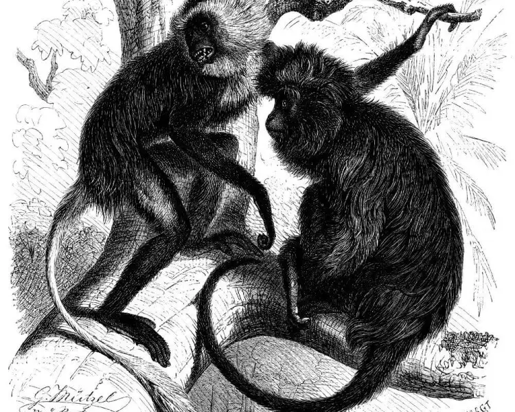 Colobus satanas