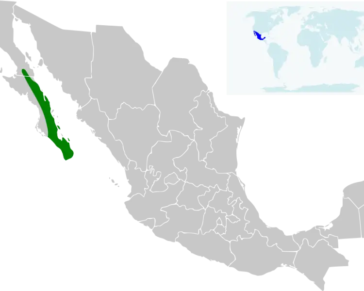 Xantus's hummingbird Facts, Diet, Habitat & Pictures on Animalia.bio