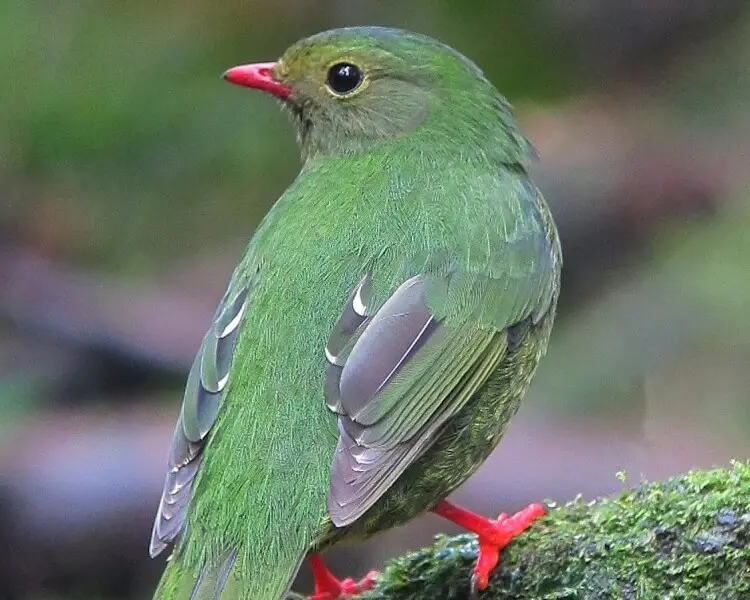Green-and-black fruiteater