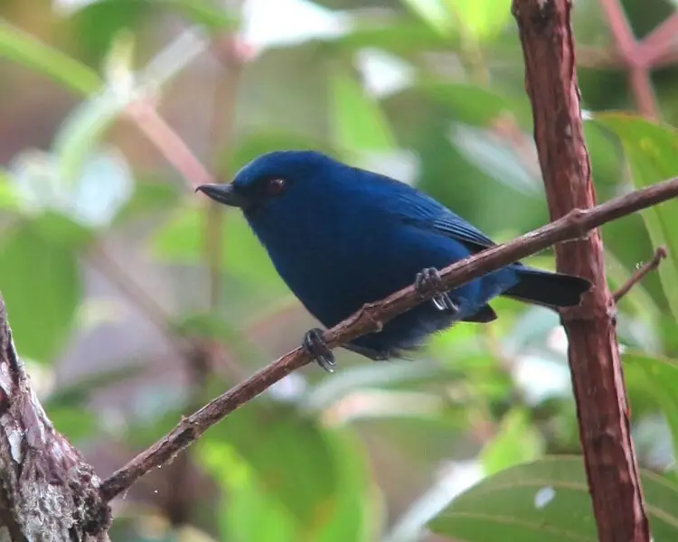 Indigo flowerpiercer