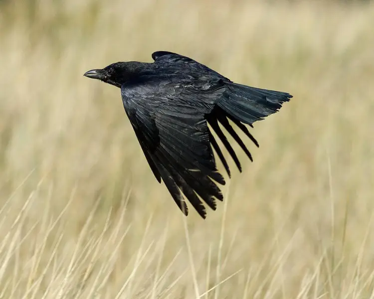 Ворона чорна