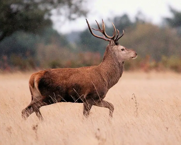 Red Deer - Facts, Diet, Habitat & Pictures on 