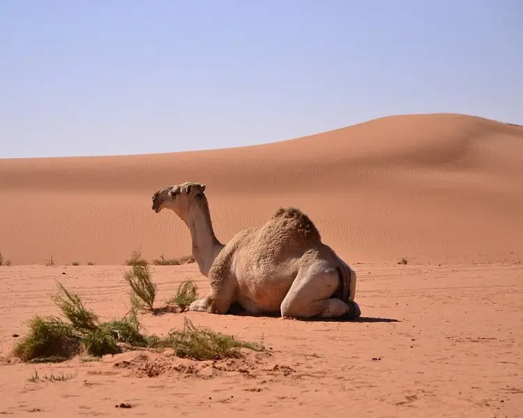 Dromedary Camel - Facts, Diet, Habitat & Pictures on 