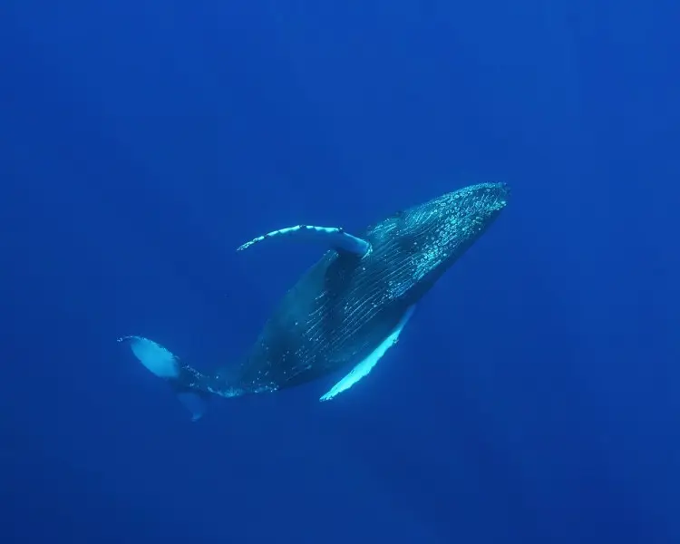 Горбатий кит